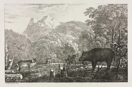 Wild Boar, Wildcat and Lynx, by Maximilian Josef Wagenbauer