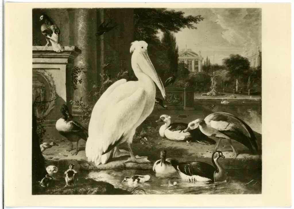 Pelican and other waterfowl in a Park, by Melchior d' Hondecoeter