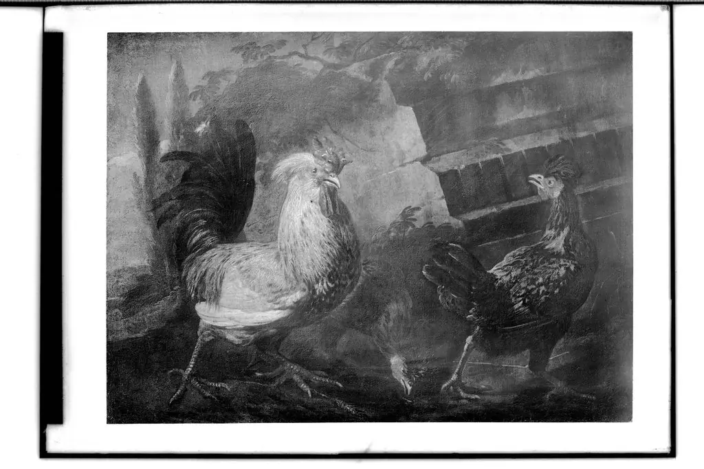 Rooster and hens, by Melchior d' Hondecoeter