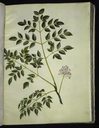 Melia azedarach (paternostertræ), 1654