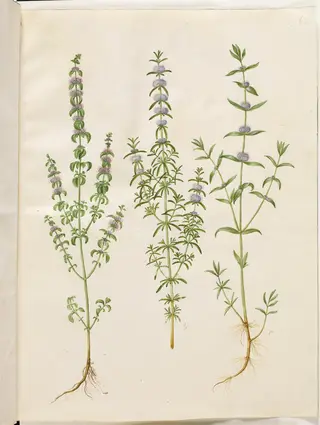 Mentha pulegium (polej-mynte); Mentha cervina (hjorte-mynte); Mentha (art af mynte)
