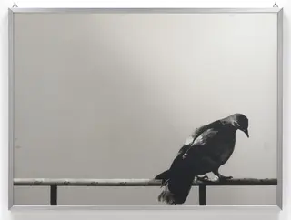 Untitled, by Michelangelo Pistoletto