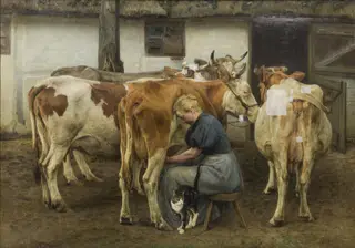 Milking the Cows. West Jutland