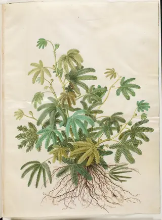 Mimosa polydactyla (mangefingret mimose)
