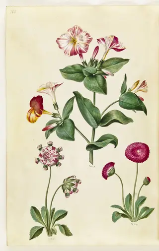 Mirabilis jalapa (vidunderblomst); Bellis perennis (almindelig tusindfryd)