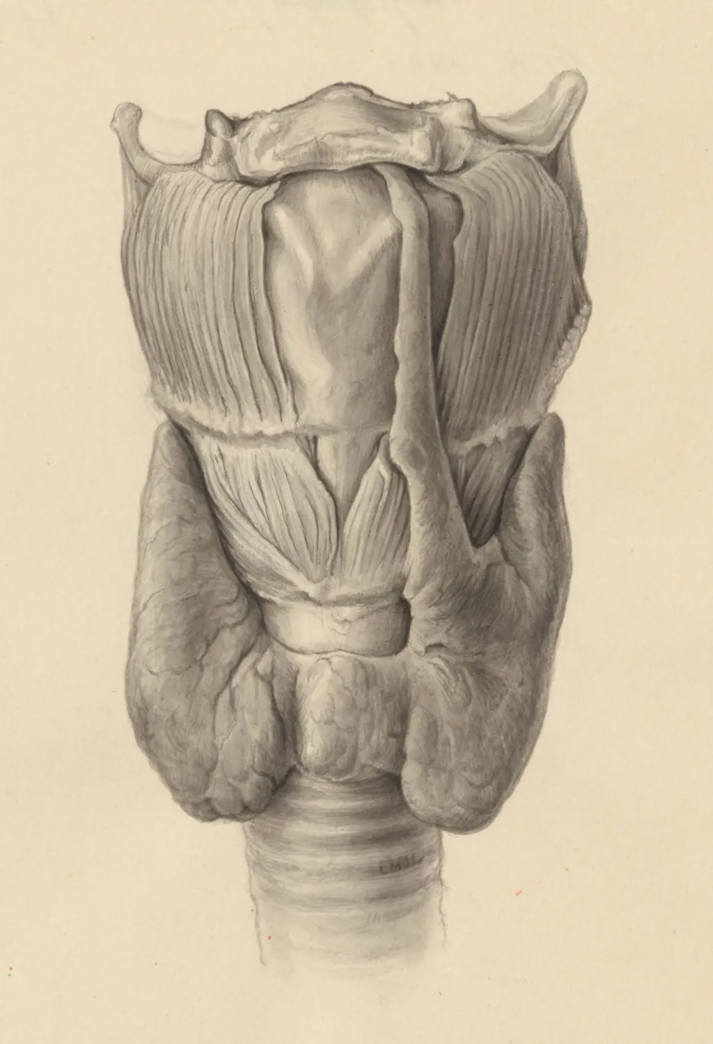 Glands of internal secretion, by Mol, L, 1958