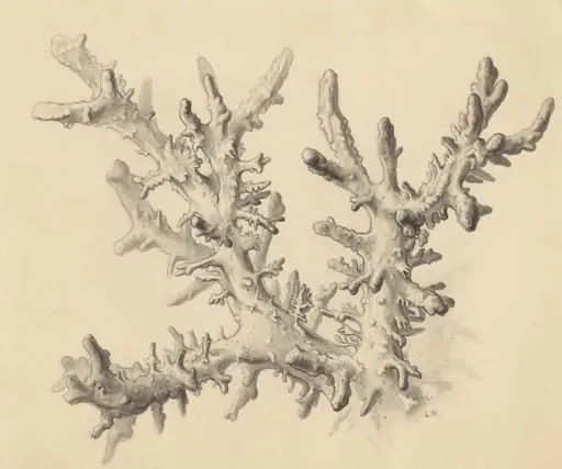 Part of the human anatomy