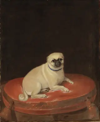 Mops