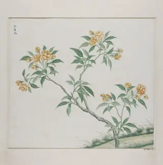 Mu xiang hua