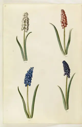Muscari botryoides (almindelig perlehyacint)