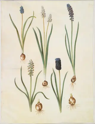 Muscari botryoides (almindelig perlehyacint); Muscari racemosum (muskat-perlehyacint); Muscari neglectum, 1654