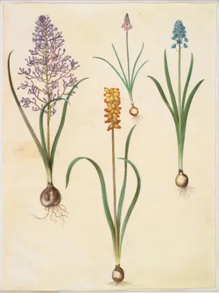 Muscari comosum (fjerhyacint); Scilla autumnalis (høst-skilla); Hyacinthoides italica (italiensk klokkeskilla); Muscari macrocarpum (gul perlehyacint)