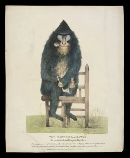 Print Collection