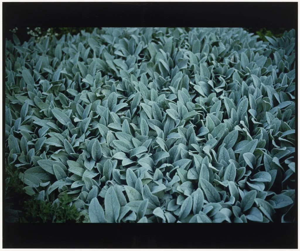 Untitled, by Nan Goldin, 1999