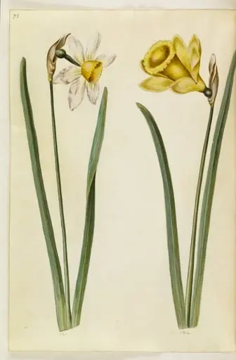 Narcissus ×incomparabilis (have-narcis); Narcissus pseudonarcissus (påskelilje)