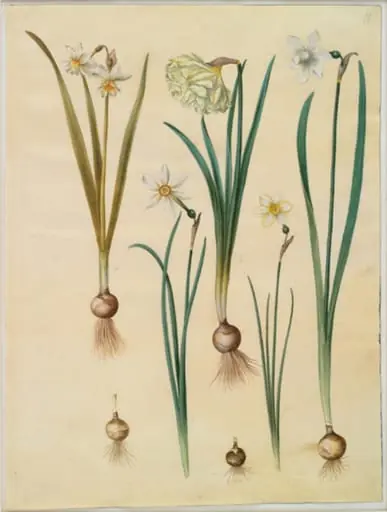 Narcissus ×medioluteus (toblomstret narcis); Narcissus pseudonarcissus; Narcissus (narcis); Narcissus poeticus (pinselilje); Narcissus ×tenuior