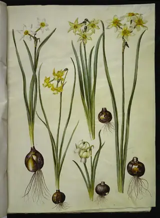 Narcissus poeticus (pinselilje); Narcissus triandrus (orkide-narcis); Narcissus ×medioluteus (toblomstret narcis)