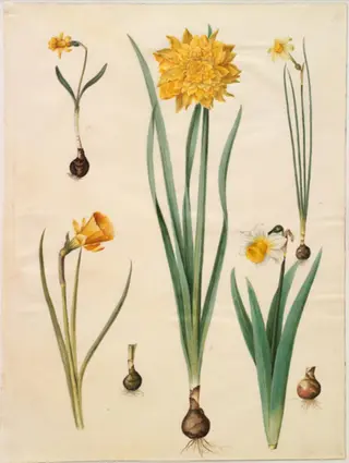Narcissus pseudonarcissus minor; Narcissus pseudonarcissus (påskelilje); Narcissus ×tenuior; Narcissus bulbocodium (krinoline-narcis); Narcissus pseudonarcissus bicolor (tofarvet påskelilje)