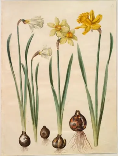 Narcissus pseudonarcissus moschatus (moskus-narcis); Narcissus ×medioluteus (toblomstret narcis); Narcissus pseudonarcissus major (stor påskelilje)