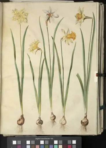 Narcissus pseudonarcissus; Narcissus poeticus (pinselilje); Narcissus ×incomparabilis (have-narcis)
