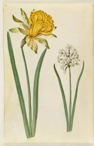 Narcissus pseudonarcissus (påskelilje); Narcissus tazetta (tazet)