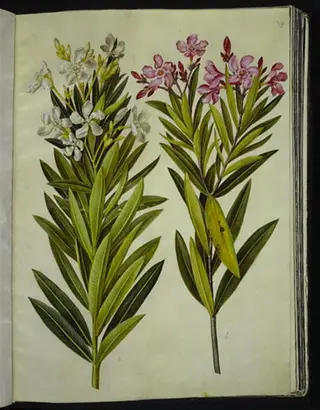 Nerium oleander (nerie), 1654