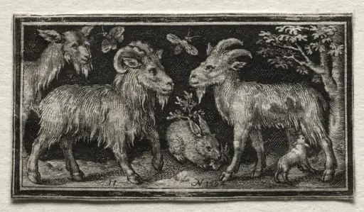 Goats and Hare, by Nicolaes de Bruyn