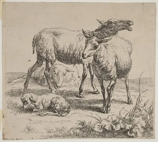Three Sheep and a Lamb