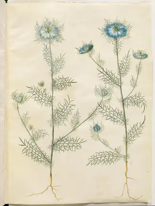 Nigella damascena (jomfru i det grønne), 1654