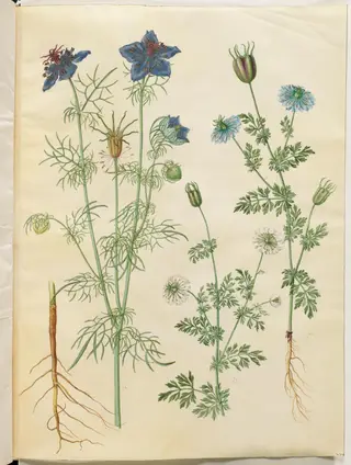 Nigella hispanica (djævlen i busken); Nigella sativa (sortkommen)