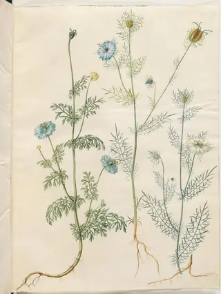 Nigella sativa (sortkommen); Nigella damascena (jomfru i det grønne), 1654
