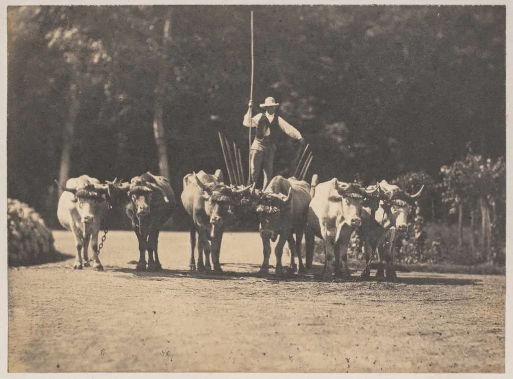 Six Oxen Team with their Driver, by Olympe Aguado, 1853