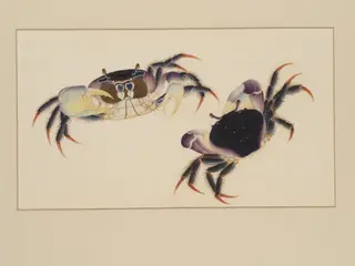 One of four natural-history drawings., 1800