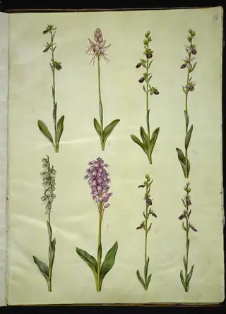 Ophrys apifera eller Ophrys sphegodes (bi-flueblomst eller tidlig flueblomst); "Orchis simia" (fantasiblomst); Ophrys apifera (bi-flueblomst); Orchis (gøgeurt); Orchis militaris (ridder-gøgeurt); Ophrys insectifera (almindelig flueblomst), 1654