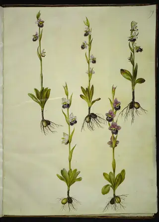 Ophrys fuciflora (drone-flueblomst)