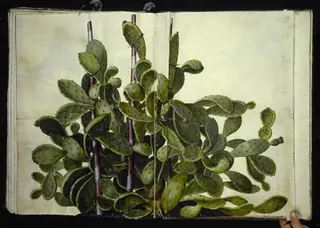 Opuntia ficus-indica, Opuntia humifusa eller Opuntia monacantha (art af figenkaktus)