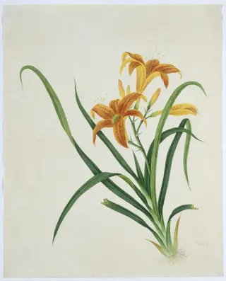 Orange Day Lily