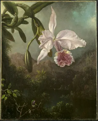 Orchid Blossoms, by Martin Johnson Heade