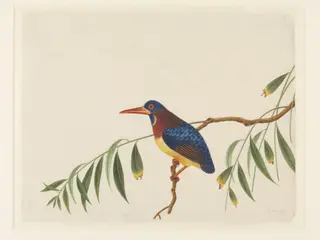 Oriental dwarf kingfisher
