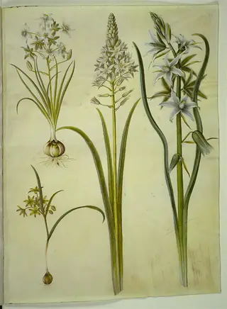 Ornithogalum umbellatum (kost-fuglemælk); Ornithogalum pyramidale (pyramide-fuglemælk); Gagea lutea (almindelig guldstjerne); Ornithogalum nutans (nikkende fuglemælk), 1654