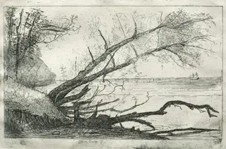 Old Sycamore