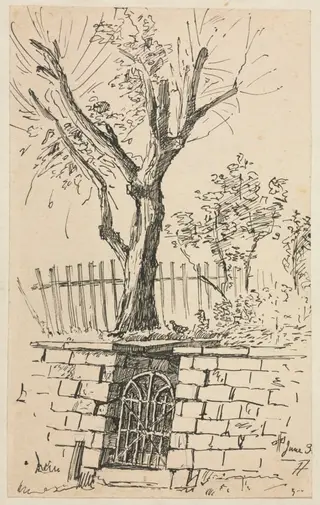 Tree on Top of a Stone Wall, Cleveland