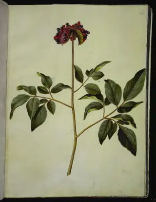 Paeonia mascula (rosen-silkeplante), 1654