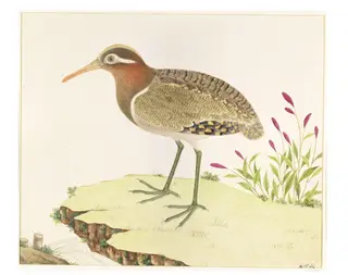 Painted Snipe