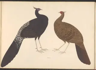 Pair of black-breasted kalij pheasants