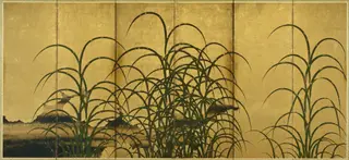 Pampas Grass