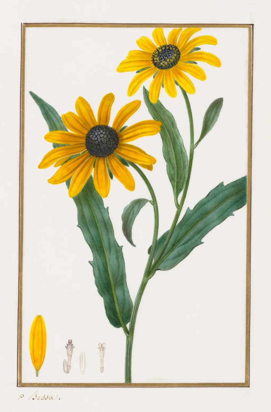 Black-eyed Susan, by Pancrace Bessa, 1832