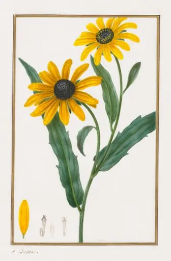 Black-eyed Susan, by Pancrace Bessa