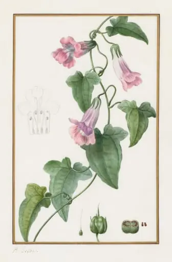 (Botanical: Maurándia semperflorens), by Pancrace Bessa
