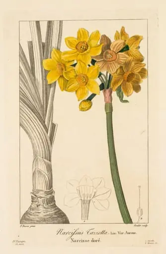 Flore des Jardiniers, Amateurs et Manufacturiers: Polyanthus or Cluster Narcissus, by Pancrace Bessa